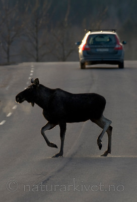 BB 13 0042 / Alces alces / Elg